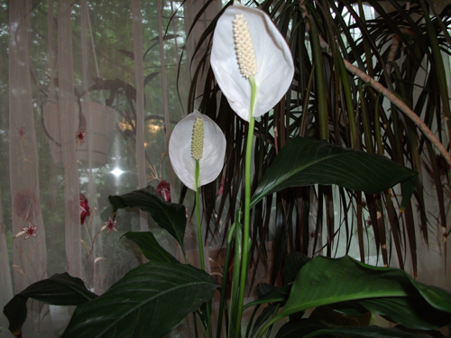 смотреть онлайн бесплатно в хорошем качестве Спатифиллум, уход и выращивание